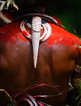 Huli Wigmen from the Tari Valley in Southern Highlands of Papua New Guinea, wearing a bill from Blyth's Hornbill as decoration, August 2011