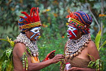Paiya Sing-sing group members preparing for the Paiya show, painting face, Western Highlands, Papua New Guinea, Augsut 2011