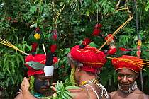 Performers preparing for a Sing-sing at Paiya Show, painting face. Western Highlands Papua, New Guinea. With Papua lorikeets in head dress, August 2011