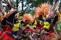 Huli Wigmen from the Tari Valley, Southern Highlands at a Sing-sing Mount Hagen, Papua New Guinea. Wearing bird of paradise feathers and plumes particularly Raggiana Bird of Paradise plumes. August 20...
