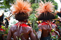 Huli Wigmen from the Tari Valley in the Southern Highlands of Papua New Guinea at a Sing-sing Mount Hagen Papua New Guinea. Wearing bird of paradise feathers and plumes particularly Raggiana Bird of P...