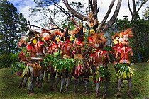 Huli Wigmen from the Tari Valley, Southern Highlands, performing at a Sing-sing Mount Hagen, Papua New Guinea. Wearing bird of paradise feathers and plumes particularly Raggiana Bird of Paradise plume...