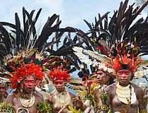 Sing-sing group from Western Highlands performing at Hagen Show, Papua New Guinea. With black plumes from the Black Sicklebill a bird of paradise. August 2011.