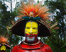Huli Wigman from the Tari Valley, Southern Highlands at a Sing-sing, Mount Hagen, Papua New Guinea. Wearing bird of paradise feathers and plumes particularly Raggiana Bird of Paradise plumes  and brea...