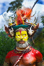 Huli Wigman from the Tari Valley, Southern Highlands at a Sing-sing, Mount Hagen, Papua New Guinea. Wearing bird of paradise feathers and plumes particularly Raggiana Bird of Paradise plumes  and brea...