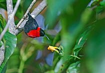 Red-collared Honeyeater / Red-collarded Myzomela (Myzomela rosenbergii) male, Mount Hagen, Western Highlands, Papua New Guinea