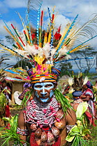 Member of Egawag Cultural group from Tambul District in Western Highlands, at Mount Hagen Show - Sing-sing, Papua New Guinea. August 2011