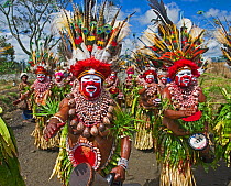 Kunai Sing-sing group from Hagen in Western Highlands playing drums at the Hagen Show Western Highlands, Papua New Guinea. August 2011 Head dress comprised of Papuan Lorikeets as well as many other bi...