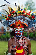 Member of Roika Waria Sing-sing group from Hagen at the Hagen Show, Western Highlands Papua New Guinea. With Victoria Ground Pigeon feathers (blue feathers) in head dress. August 2011
