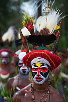 Member of Sing-sing group from Tambul, Western Highlands at Mount Hagen Show, Papua New Guinea, August 2011
