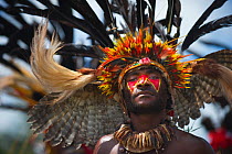 Performer from the Kupop Sing-sing group from Jiwaka Province, performng at Hagen Show at Mount Hagen, Papua New Guinea Wearing head dress of owl wings in head dress and sicklebill feathers. August 20...
