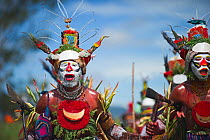 Tribal performers from Hagen at Sing-sing, Mount Hagen Show in Western Highlands Papua New Guinea. Headress contains Papuan Lorikeet birds and King of Saxony plumes. August 2011