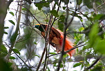 Raggiana Bird of Paradise (Paradisaea raggiana) male at lek, Varirata NP, Papua New Guinea August