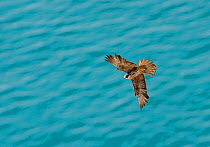 Eleonora's Falcon (Falco eleonarae) pale morph in flight over water, Cyprus, September