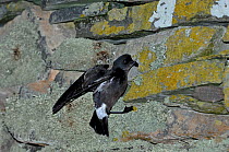 European Storm Petrel (Hydrobates pelagicus)returning to nest on wall of Mousa Broch on Mousa, Shetland, UK, June