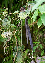 Swallow-tailed Nightjar (Uropsalis segmentata) male roosting during day, Ecuador