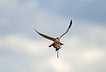 Hobby (Falco subbuteo) with Swift (Apus apus) caught over reedbed Norfolk, May