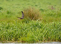 Hobby (Falco subbuteo) hunting, Lakenheath RSPB Reserve, Suffolk, May