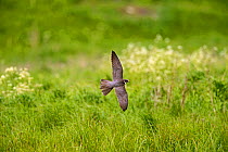 Hobby (Falco subbuteo) hunting, Lakenheath RSPB, Reserve, Suffolk, May