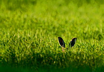 Brown Hare (Lepus europaeus) peeking over grass, Norfolk, May