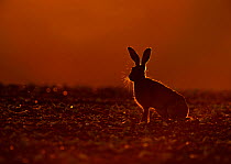 Brown Hare (Lepus europaeus) at dusk, Norfolk, May