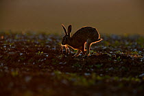 Brown Hare (Lepus europaeus) running, backlit in late evening, Norfolk, May