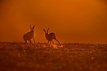 Brown Hare (Lepus europaeus) buck chasing doe, in late evening, Norfolk, May