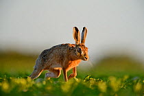 Brown Hare (Lepus europaeus) running through field, Norfolk, May
