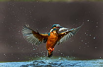 Common Kingfisher (Alcedo atthis) with minnow, Worcestershire, August