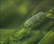 Hypsibius tardigrade (Hypsibius dujardini) walking along an algal filament, controlled conditions.