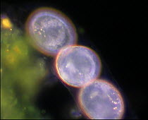 Timelapse of Hypsibius tardigrade (Hypsibius dujardini) eggs, showing movement of the developing embryo controlled conditions.