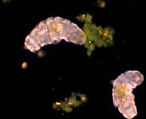 Hypsibius tardigrades (Hypsibius dujardini) moving around and feeding on photosynthetic plant material, controlled conditions.