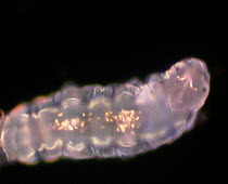 Hypsibius tardigrade (Hypsibius dujardini) moving around, controlled conditions.