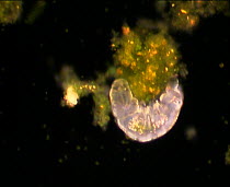 Hypsibius tardigrades (Hypsibius dujardini) feeding on photosynthetic plant material, controlled conditions.
