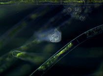 Hypsibius tardigrade (Hypsibius dujardini) walking along an algal filament, controlled conditions.