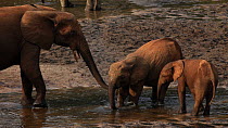 Female African forest elephant (Loxodonta africana cycloti) touching calf's mouth with trunk, before calf departs from mineral hole, Dzanga-Ndoki National Park, Sangha-Mbaere Prefecture, Central Afric...