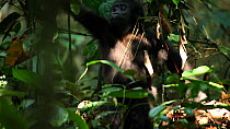 Juvenile Western gorilla (Gorilla gorilla) eating leaves before leaving frame, Bai Hokou, Dzanga-Ndoki National Park, Sangha-Mbaere Prefecture, Central African Republic