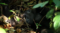Juvenile Western gorilla (Gorilla gorilla) lying on the forest floor, resting, Bai Hokou, Dzanga-Ndoki National Park, Sangha-Mbaere Prefecture, Central African Republic