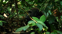 Juvenile Western gorilla (Gorilla gorilla) eating African breadfruit, focus pull from leaves in the foreground to gorilla, Bai Hokou, Dzanga-Ndoki National Park, Sangha-Mbaere Prefecture, Central Afri...