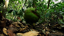 African breadfruit (Artocarpus altilis) falling to the ground, Bai Hokou, Dzanga-Ndoki National Park, Central African Republic