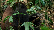 Blackback Western gorilla (Gorilla gorilla) 'Kunga', member of the 'Makumba' group, eating termites from a broken nest, Bai Hokou, Dzanga-Ndoki National Park, Central African Republic