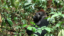 Silverback Western gorilla (Gorilla gorilla) 'Makumba', leader of the 'Makumba' troop, walking into frame and looking back at broken termite nest, Bai Hokou, Dzanga-Ndoki National Park, Central Africa...