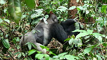 Silverback Western gorilla (Gorilla gorilla) 'Makumba', leader of the 'Makumba' troop, breaking into a termite's nest in order to feed, Bai Hokou, Dzanga-Ndoki National Park, Central African Republic