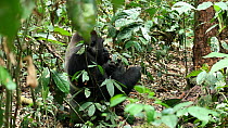 Silverback Western gorilla (Gorilla gorilla) 'Makumba', leader of the 'Makumba' troop, eating termites, Bai Hokou, Dzanga-Ndoki National Park, Central African Republic