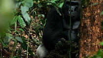 Silverback Western gorilla (Gorilla gorilla) 'Makumba', leader of the 'Makumba' troop, breaking into a termite's nest in order to feed, Bai Hokou, Dzanga-Ndoki National Park, Central African Republic
