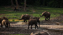 Small group of African forest elephants (Loxodonta africana cuclotis) running into forest clearing, trumpeting to dominant male feeding and cooling down in a mineral pool, Dzanga Bai, Dzanga-Ndoki Nat...