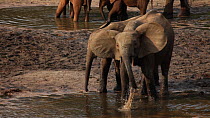Group of African forest elephants (Loxodonta africana cyclotis) feeding, drinking and spraying water at a mineral pool, Dzanga-Ndoki National Park, Sangha-Mbaere Prefecture, Central African Republic