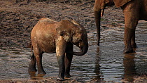 Group of African forest elephants (Loxodonta africana cyclotis) feeding, drinking and interacting at a mineral pool, Dzanga-Ndoki National Park, Sangha-Mbaere Prefecture, Central African Republic
