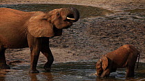Female African forest elephant (Loxodonta africana cyclotis) and calf kneeling and drinking from mineral pool, Zanga-Ndoki National Park, Sangha-Mbaere Prefecture, Central African Republic