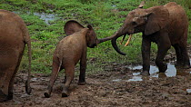 African forest elephant (Loxodonta africana cyclotis) calf keeping larger juvenile from gaining access to a mineral dig, Zanga-Ndoki National Park, Sangha-Mbaere Prefecture, Central African Republic